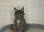 Gray - Maine Coon Cat For Sale - NY, US