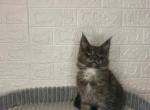 Bugatti - Maine Coon Cat For Sale - NY, US