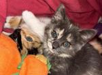 Ashes - Munchkin Cat For Sale - West Palm Beach, FL, US