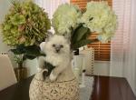 Male Mitted blue point - Ragdoll Kitten For Sale - Miami, FL, US