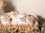 Scottish British Kittens - Scottish Fold Kitten For Sale - Seattle, WA, US