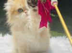 British boy - British Shorthair Cat For Sale - Shallotte, NC, US