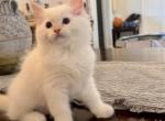 Flame point Male ragdoll - Ragdoll Cat For Sale - Miami, FL, US