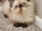 payton - Himalayan Cat For Sale - IL, US