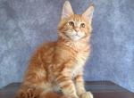 Golden - Maine Coon Cat For Sale - Staten Island, NY, US