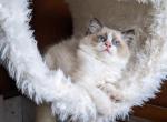 TICA Seal Bicolor Ragdoll Kitten Male - Ragdoll Cat For Sale - Houston, TX, US