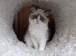 TICA Seal Bicolor Ragdoll Kitten Female - Ragdoll Cat For Sale - Bryan, TX, US