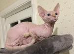 Cream Red Tabby Blue eyes - Sphynx Cat For Sale - Hemet, CA, US