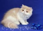 Romeo - Persian Cat For Sale - Yucca Valley, CA, US