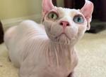 Odd Eye Elf white female - Sphynx Cat For Sale - Hemet, CA, US