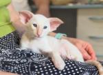 Prince - Oriental Cat For Sale - Miami, FL, US