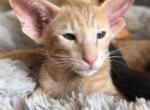 Garson - Oriental Cat For Sale - Miami, FL, US