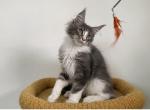 Nick - Maine Coon Cat For Sale - Hollywood, FL, US