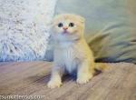 Located in Los Angeles scottish fold baby boy Limo - Scottish Fold Cat For Sale - CA, US