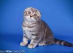 Blue classic marbled tabby plushy girl - Scottish Fold Kitten For Sale - 