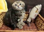 Located in LA Bruce butterfly tabby marbled boy - Scottish Fold Cat For Sale - CA, US