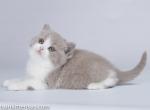 Romann lilac and white British shorthair baby boy - British Shorthair Cat For Sale - CA, US