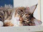 Kvitka watercolor calico girl Maine Coon - Maine Coon Cat For Sale - CA, US