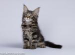 Varg elite maine coon kitten black tabby color - Maine Coon Cat For Sale - CA, US