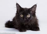 Undger black solid gorgerous Maine Coon - Maine Coon Cat For Sale - CA, US