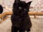 Elite Maine Coon kittens solid black color - Maine Coon Cat For Sale - CA, US