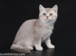 Kastiel rare color lilac ticked british shorthair - British Shorthair Cat For Sale - CA, US