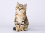 Sinoptik tiger butterfly tabby british shorthair - British Shorthair Cat For Sale - CA, US