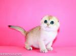 Tea cup girl Dora golden ny 12 scottish fold - Scottish Fold Cat For Sale - CA, US