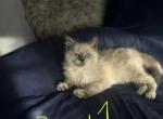 Noah - Ragdoll Kitten For Sale - Mount Vernon, WA, US