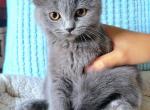 Dustin - British Shorthair Cat For Sale - New York, NY, US