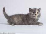 Gorgeous 2 face blue cream british shorthair Uliss - Scottish Fold Cat For Sale - CA, US