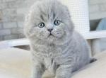 Daisy - Scottish Fold Cat For Sale - New York, NY, US