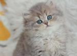 Blue golden shaded chinchilla Dasha and Doloni - Persian Cat For Sale - Dallas, TX, US