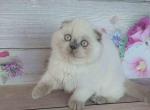 Scottish fold lilac point Marisha siamese color - Scottish Fold Cat For Sale - CA, US