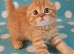 Orange baby Mia scottish fold red color baby girl - Scottish Fold Cat For Sale - CA, US