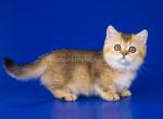 Bagel munchkin standard golden chinchilla girl - Munchkin Cat For Sale - CA, US