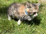 Jaq - Domestic Cat For Sale - Westfield, MA, US