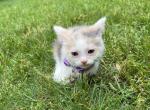 Sidney - Domestic Cat For Sale - Westfield, MA, US