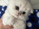 4 Scottish Folds Litter - Scottish Fold Cat For Sale - Odessa, FL, US