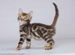 Lap leopard Eldizo bengal baby boy brown tabby - Bengal Cat For Sale - CA, US