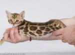 Lap leopard Dzefirа bengal baby girl brown tabby - Bengal Cat For Sale - CA, US