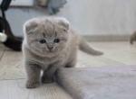 Andy chubby lilac solid scottish fold boy - Scottish Fold Kitten For Sale - 