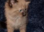 Baby Bear - Ragdoll Cat For Sale - Troy, KS, US