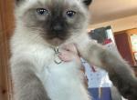 Z kitty boy - Siamese Cat For Sale - Catasauqua, PA, US