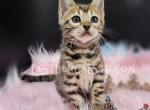 Erin TICA reg Bengal girl - Bengal Kitten For Sale - Daytona Beach, FL, US