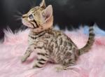 Ellie TICA reg Bengal girl - Bengal Cat For Sale - Daytona Beach, FL, US