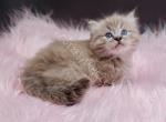 Munchkins Minuets Dollbabies Reserve Yours Now - Munchkin Kitten For Sale - Daytona Beach, FL, US