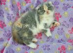 Scottish Kilts Reserve Your Now - Scottish Fold Kitten For Sale - 