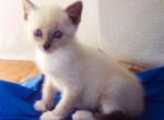 Bluepoint Girl - Siamese Cat For Sale - Walterboro, SC, US