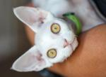 Xan - Devon Rex Kitten For Sale - 